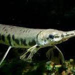 سر سوسماری (Longnose Gar)