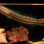 سرماری قرمز (Red Snakehead)