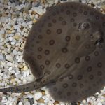 سفره ماهی آب شیرین (Freshwater stingray)