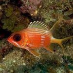 سنجاب ماهی (Squirrelfish)