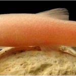 سگ ماهی کور ایران (Blind loach)
