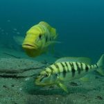 سیچلاید امپراتور (Emperor Cichlid)