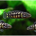 سیچلاید جولی (Julie Cichlid)