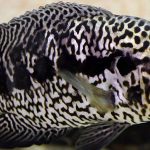 سیچلاید جگوار (Managua Cichlid)