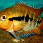 سیچلاید رنگین کمانی (Rainbow Cichlid)