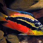 سیچلاید سالوینی (Salvini Cichlid)