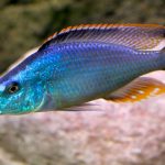 سیچلاید چشم گازگیر (Compressiceps)