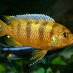 سیچلاید کنی (Kennyi Cichlid)