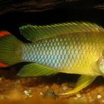 سیچلاید دارف (Dwarf Cichlid)