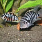 سیچلاید گورخری (Convict Cichlid)