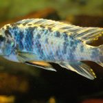 سیچلاید مارمالاد (Labeotropheus fuelleborni)