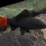 شارک دم قرمز (Redtail Black Shark)