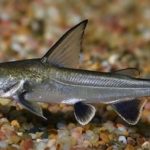 شارک کلمبیایی (Columbian Shark)