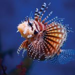 عقرب ماهی (Scorpaenidae)