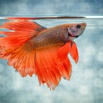 ماهی فایتر(Betta Splendens)