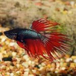 فایتر دم ریش (Crown Tail Betta)