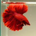 فایتر ماه نیمه (Half Moon Betta)