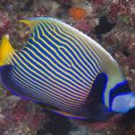 فرشته ماهی(Pomacanthidae)