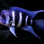 سیچلاید فرونتوزا (Frontosa African Cichlid)