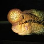 فلاورهورن گلدن لئوپارد (Golden Leopard Flowerhorn)