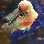 نگهداری صحیح از ماهی فلاورهورن (Flowerhorn Keeping)