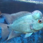 فلاورهورن ابریشمی (Silk Flowerhorn)