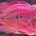 فلاورهورن ایندومالاو (Indo Malau Flowerhorn)