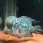 فلاورهورن بلو دراگون (Blue Dragon Flowerhorn)