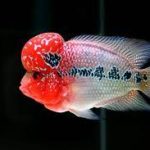 معرفی تصویری انواع فلاورهورن (Flowerhorn Varieties)
