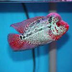 فلاورهورن کامفا (Kamfa Flowerhorn)