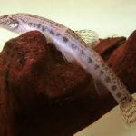 لوچ خاردار (Cobitis taenia)