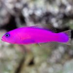 ماهی توت فرنگی (pseudochromis porphyreus)