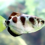 ماهی تیرانداز (Archer Fish)