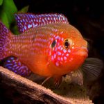 سیچلاید جوئل (hemichromis bimaculatus)