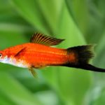 ماهی دم شمشیری(Xiphophorus Helleri)
