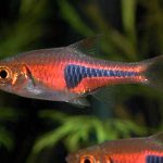 معرفی تصویری ماهی رازبورا ( Rasbora Fish )