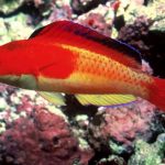 راس پری روپوش دار (Hooded Fairy Wrasse)