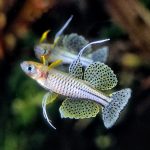 ماهی رنگین کمانی دم چنگالی (Pseudomugil Rainbowfish)