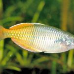 معرفی تصویری ماهی رنگین کمانی (Rainbow Fish)