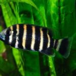 سیچلاید زندانی (Buttikoferi Cichlid)