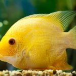 ماهی سورم (Severum)