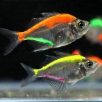 ماهی شیشه ای (Glassfish)