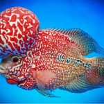 ماهی فلاور هورن (Flowerhorn)