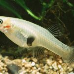 گامبوزیا (Mosquitofish or Eastern mosquitofish)