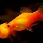 ماهی پلاتی(Xiphophorus Maculatus)