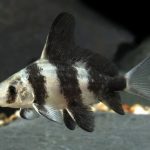 پوزه خرگوشی (Chinese Hi Fin Banded Shark)