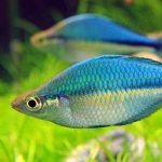 ماهی رنگین کمانی کاتوبو (Lake Kutubu Rainbowfish)