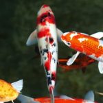 ماهی کوی (Koi)