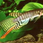 کیلی باله بلند (Pterolebias peruensis)