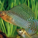 مولی باله بلند (Mexican Sailfin Molly)